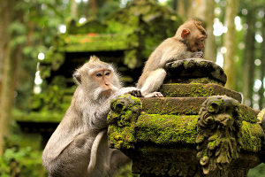 ubud-monkey