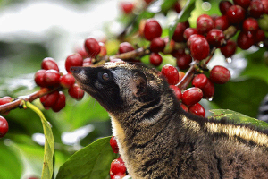 coffee-plantation